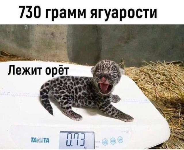 Подборка самых позитивных Мемов и Прикольных картинок на выходные native-yes