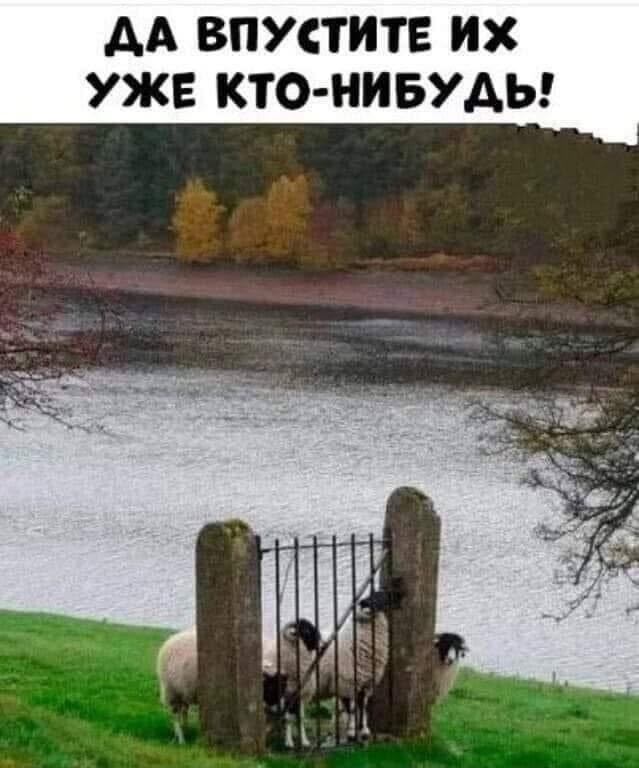 Смешные картинки и мемы для начала Дня native-yes