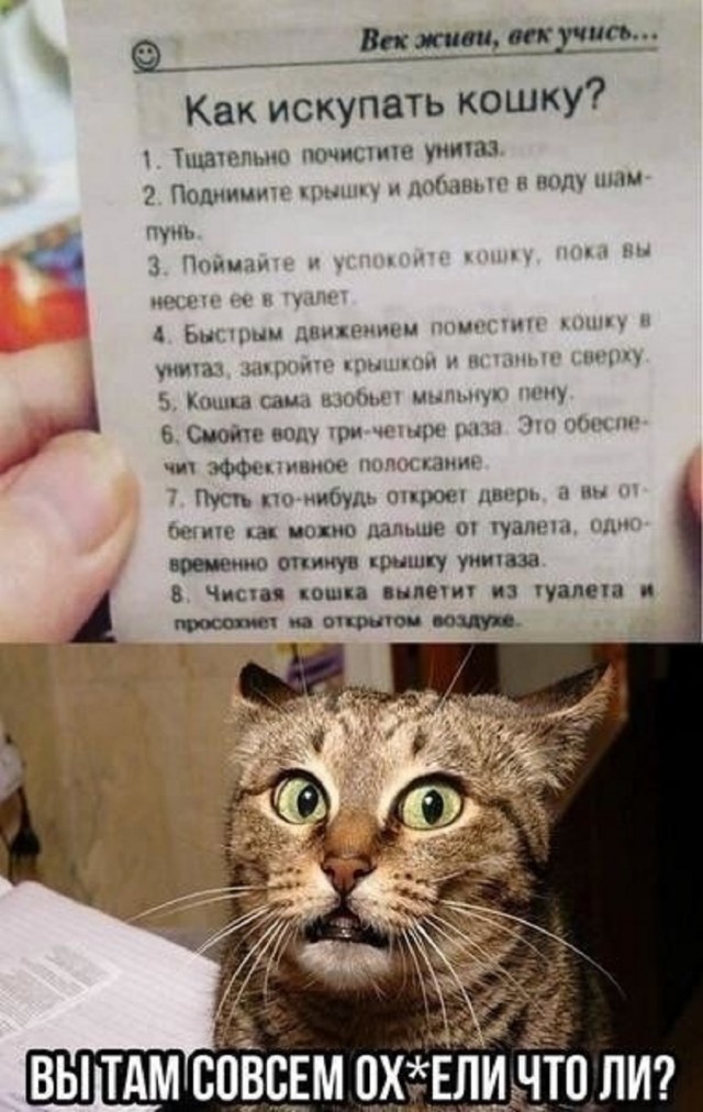 Новые шутки на выходные native-yes