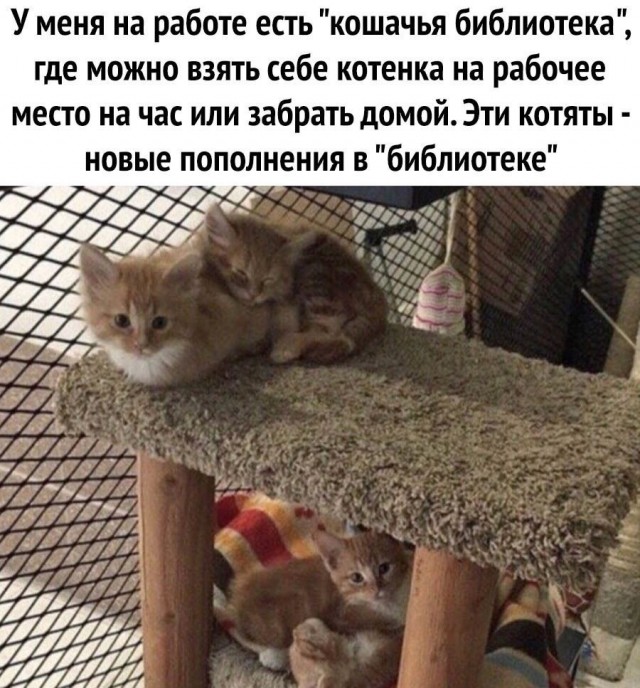 Смешные картинки и мемы для начала Дня native-yes