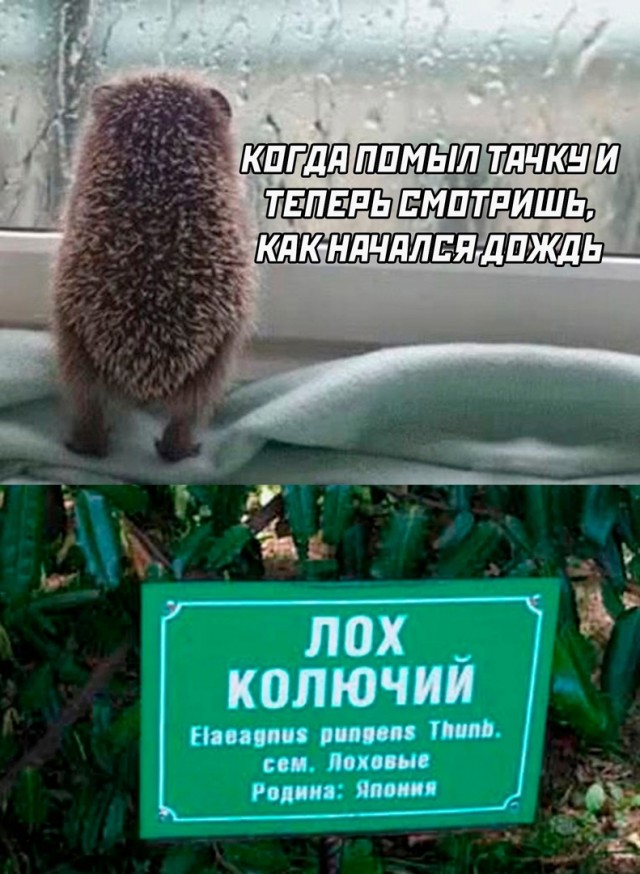 Самые лучшие мемы и прикольные картинки native-yes