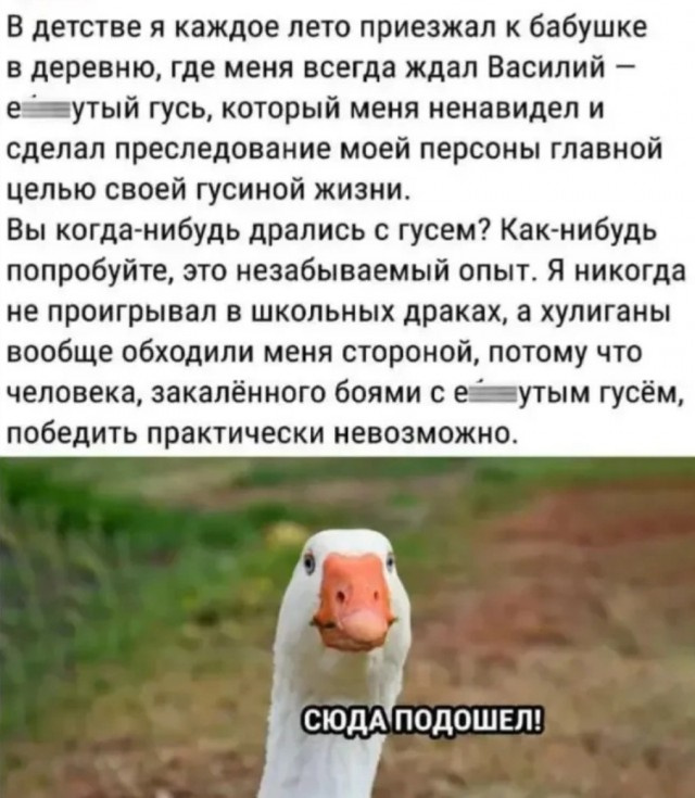 Самые лучшие мемы и прикольные картинки native-yes