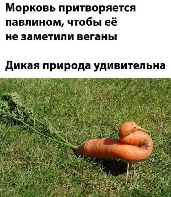 Большой сборник юмора где Мемы выходят на новый Уровень Большой сборник юмора где Мемы выходят на новый Уровень native-yes
