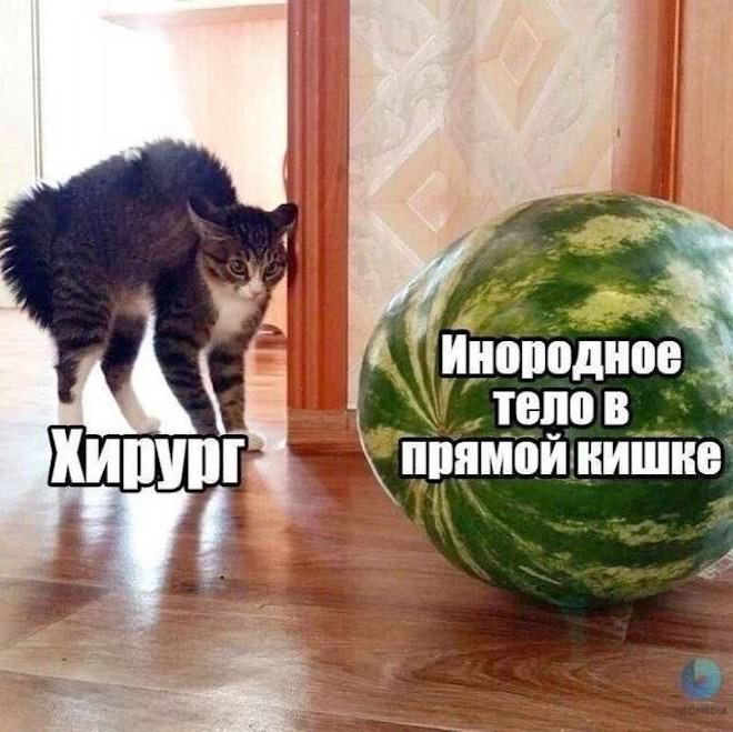 Смешные мемы и приколы с подписями native-yes