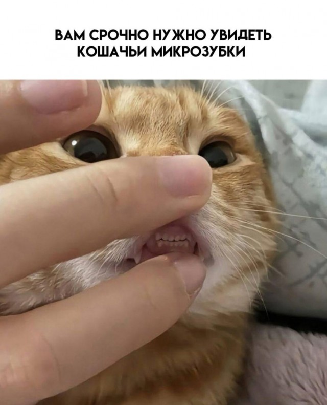 Веселые мемы и забавные картинки на Пятницу Веселые мемы и забавные картинки на Пятницу native-yes