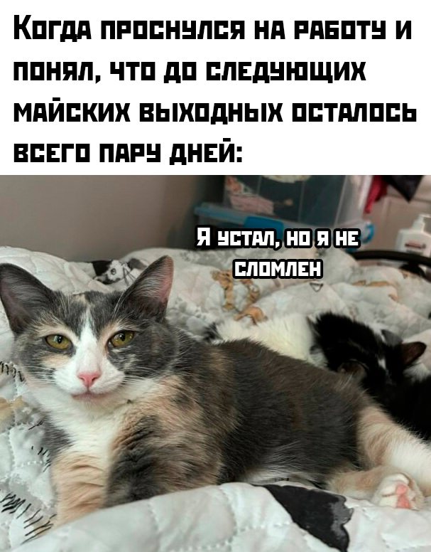 Мемы - Новые, Свежие, Смешные Мемы - Новые, Свежие, Смешные native-yes