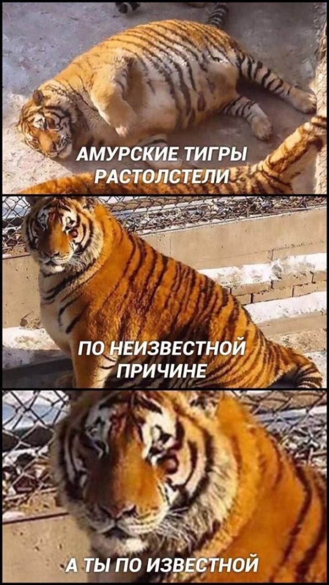 Веселые мемы и забавные картинки на Пятницу Веселые мемы и забавные картинки на Пятницу native-yes