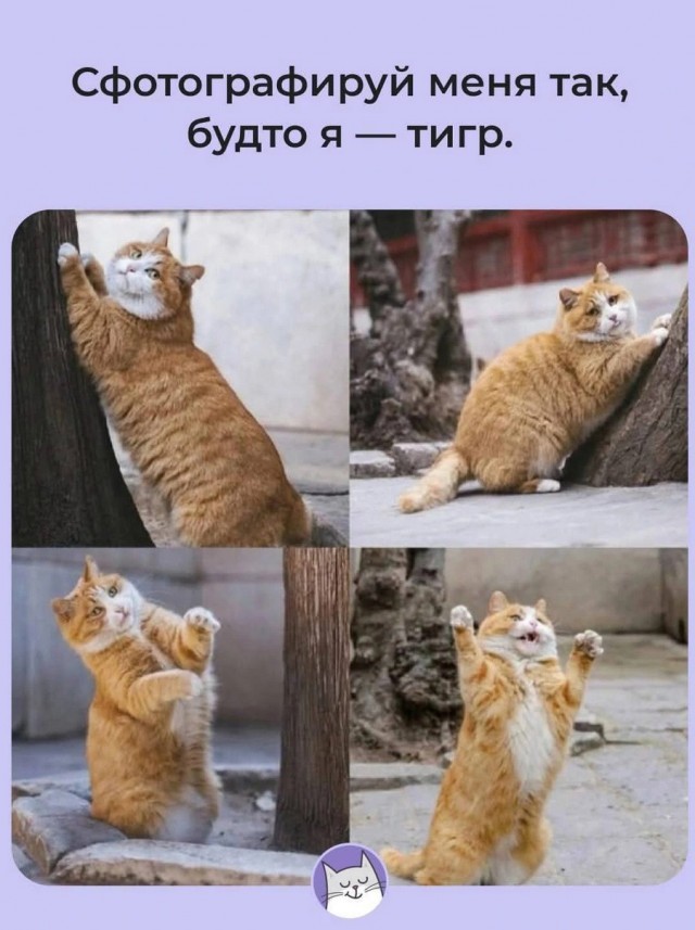 Большой сборник юмора где Мемы выходят на новый Уровень Большой сборник юмора где Мемы выходят на новый Уровень native-yes