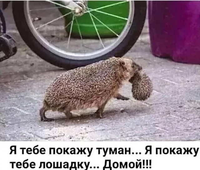 Смешные мемы и приколы с Надписями на выходные native-yes