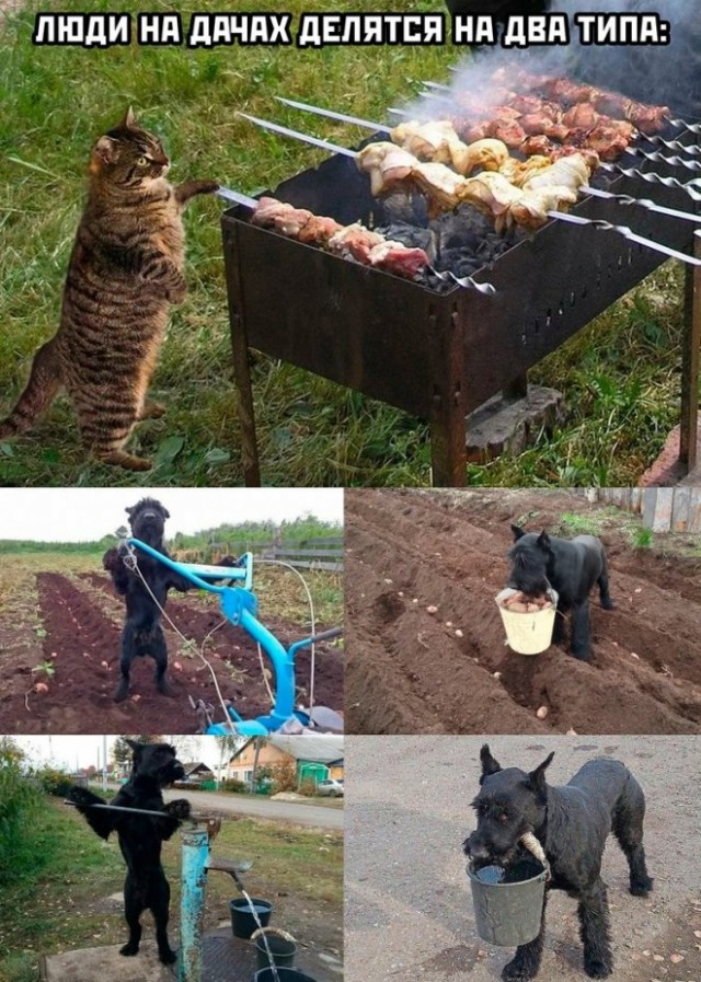 Веселые мемы и забавные картинки на Пятницу Веселые мемы и забавные картинки на Пятницу native-yes