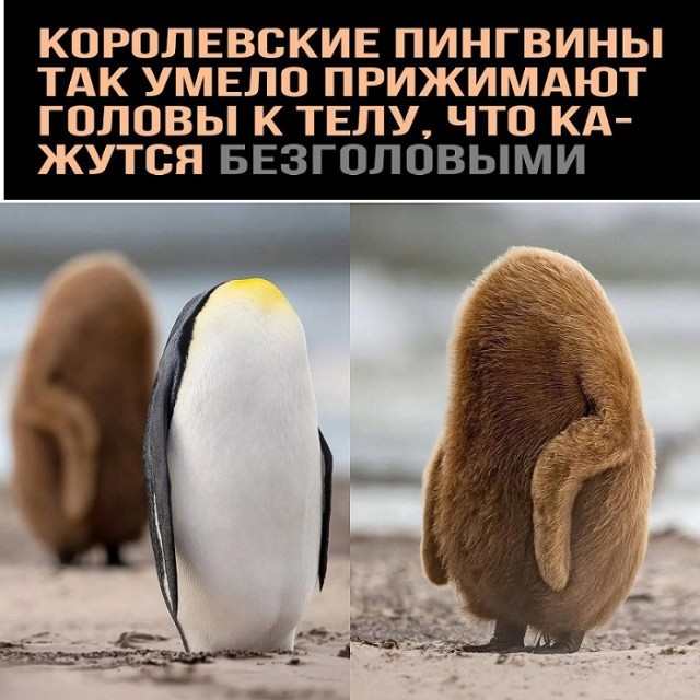 Подборка увлекательных Картинок с надписями native-yes