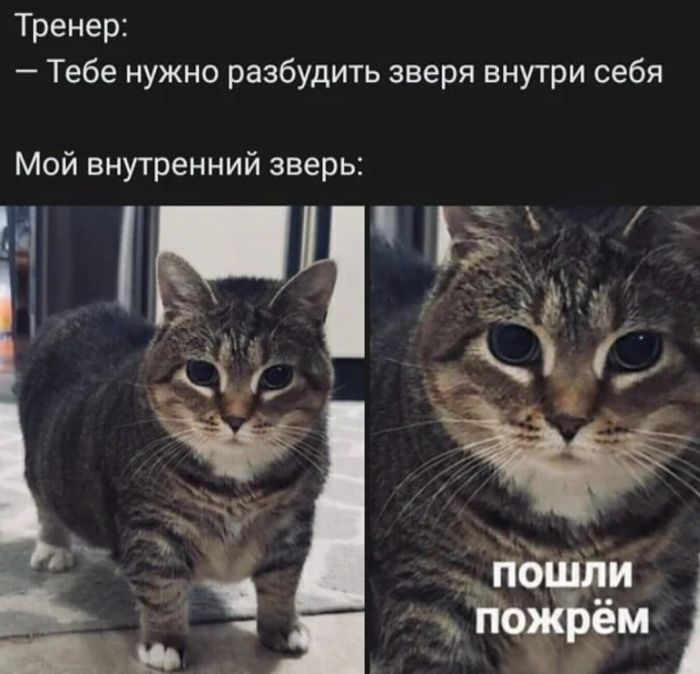 Смешные картинки для старта недели Смешные картинки для старта недели native-yes