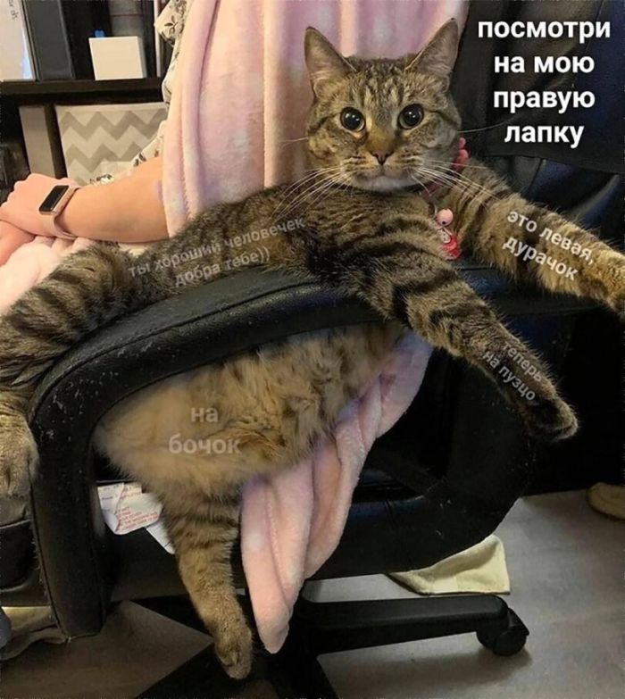 Смешные картинки и мемы для начала Дня native-yes
