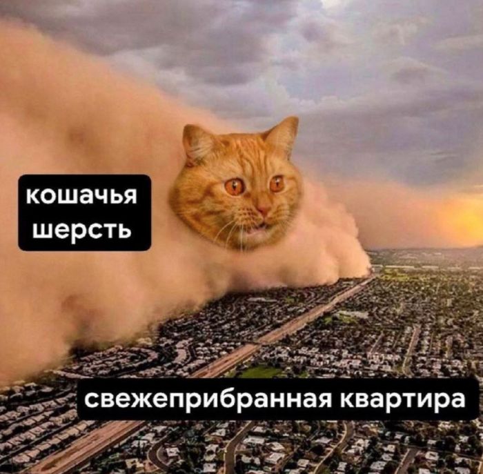 Мемы для лиц с хорошим чувством Юмора Мемы для лиц с хорошим чувством Юмора native-yes