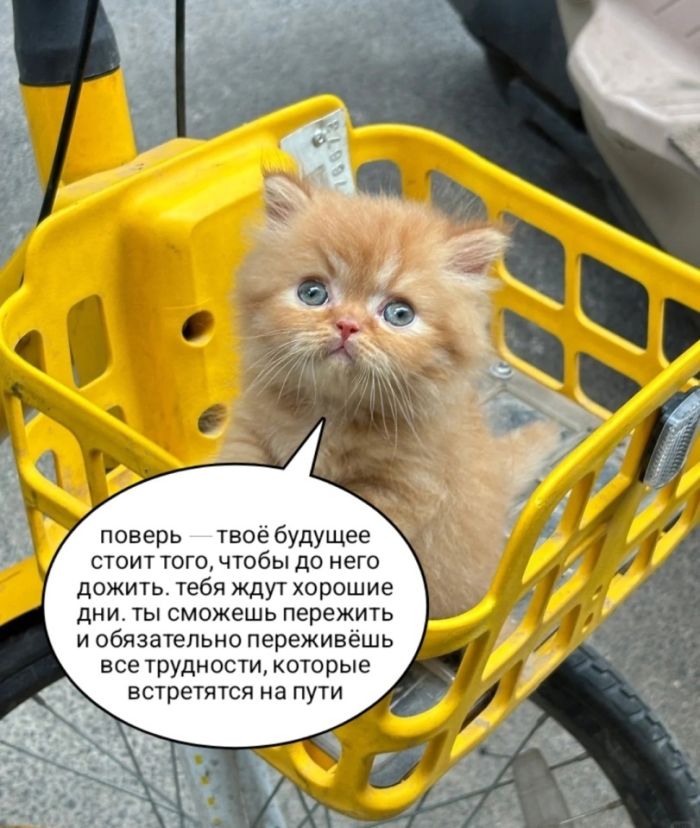 Картинки с лучшими шутками на выходные Картинки с лучшими шутками на выходные native-yes