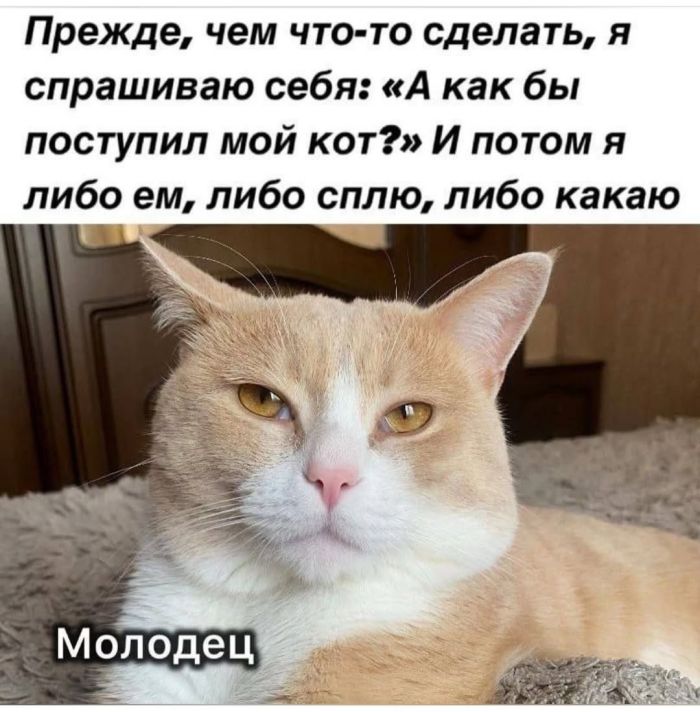 Смешные картинки и мемы для начала Дня native-yes