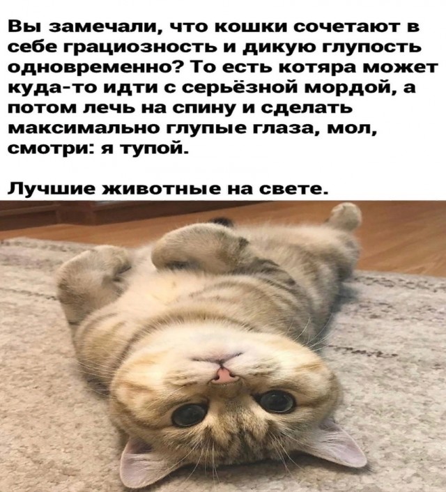 Подборка новых смешных картинок на выходной Подборка новых смешных картинок на выходной native-yes