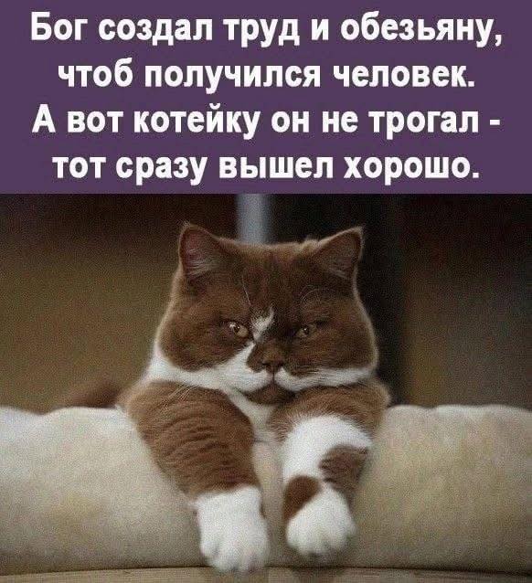 Лучшие шутки в картинках с надписями для старта недели Лучшие шутки в картинках с надписями для старта недели native-yes