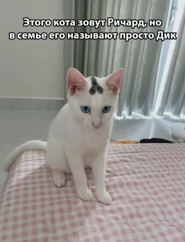 Лучшие шутки в мемах для старта недели native-yes