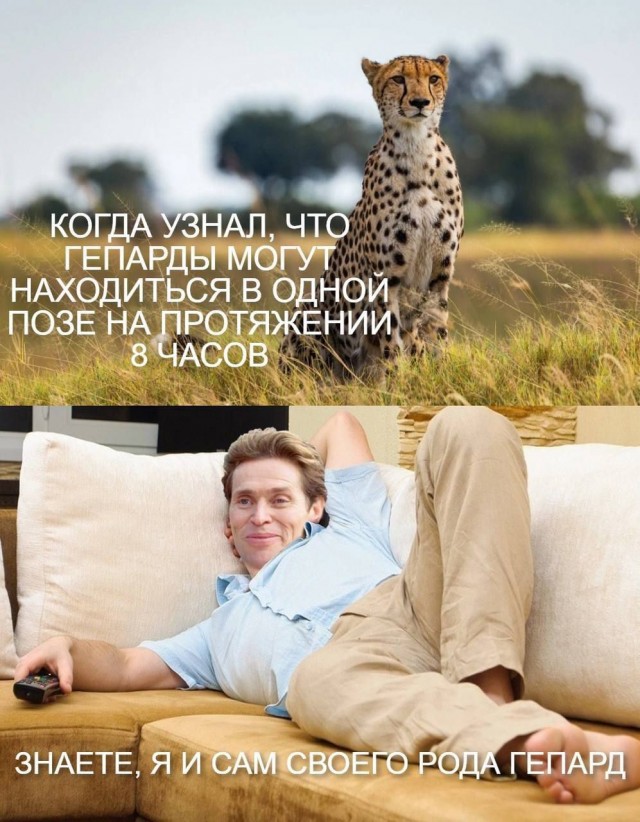 Лучшие шутки для настроения native-yes