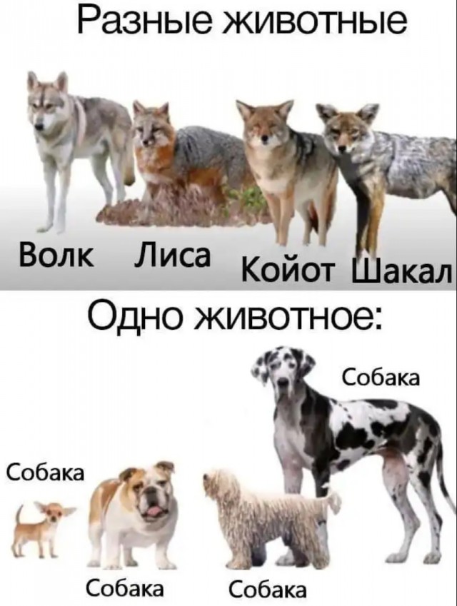 Позитив и приколы в смешных картинках на выходной Позитив и приколы в смешных картинках на выходной native-yes