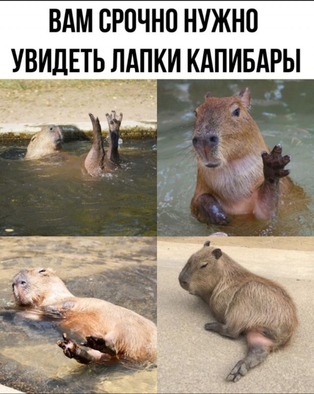 Лучшие приколы для любителей Мемов Лучшие приколы для любителей Мемов native-yes