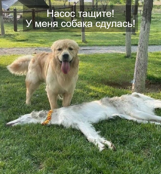 Лучшие приколы для любителей Мемов Лучшие приколы для любителей Мемов native-yes