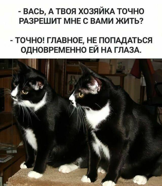 Картинки для настроения в пятницу native-yes