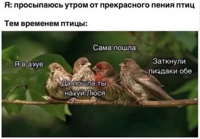 Лучшие шутки на выходной Лучшие шутки на выходной native-yes