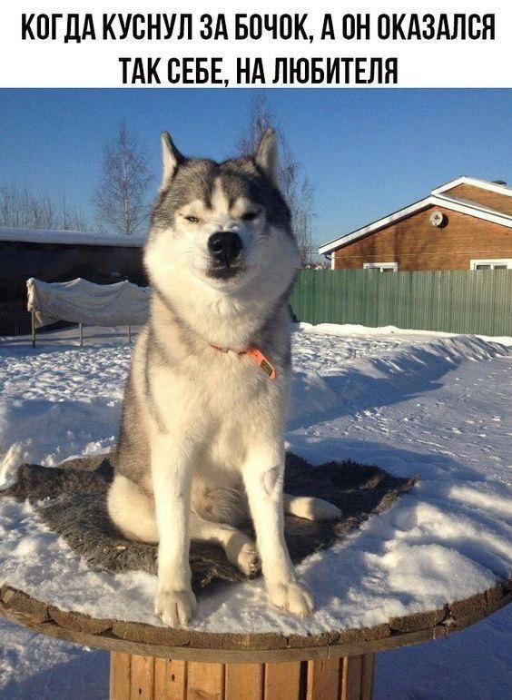 Позитив и приколы в смешных картинках на выходной