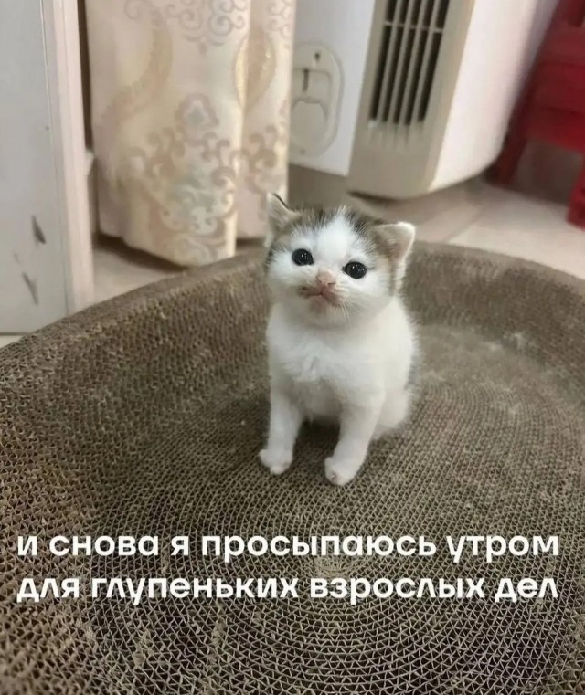 Подборка новых смешных картинок на выходной Подборка новых смешных картинок на выходной native-yes