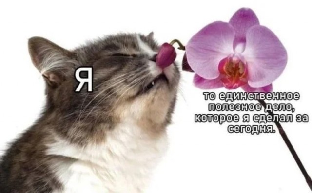 Лучшие шутки в мемах для старта недели native-yes