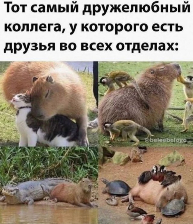 Подборка новых смешных картинок на выходной Подборка новых смешных картинок на выходной native-yes