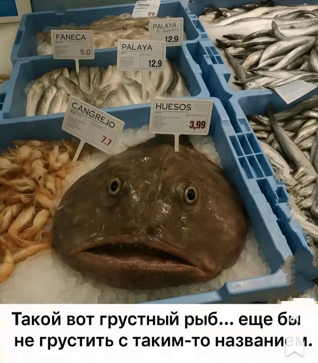 Лучшие шутки в картинках с надписями для старта недели Лучшие шутки в картинках с надписями для старта недели native-yes