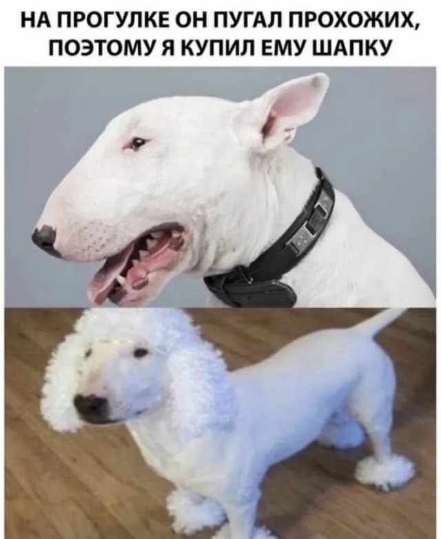 Картинки с надписями, смешные native-yes