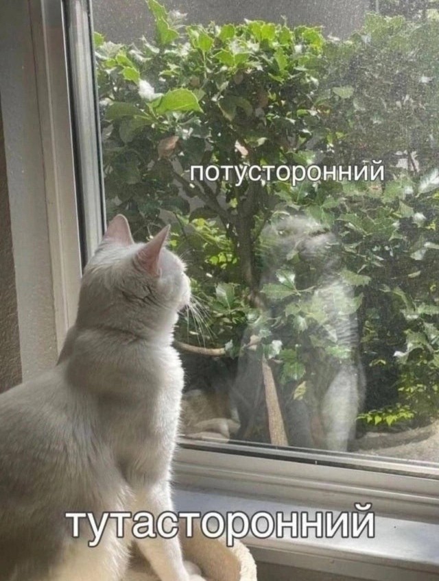 Картинки с надписями, смешные native-yes