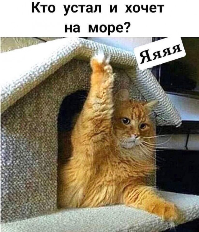 Лучшие шутки в картинках с надписями для старта недели Лучшие шутки в картинках с надписями для старта недели native-yes