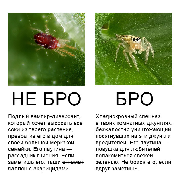 Самые лучшие мемы на выходные Самые лучшие мемы на выходные native-yes