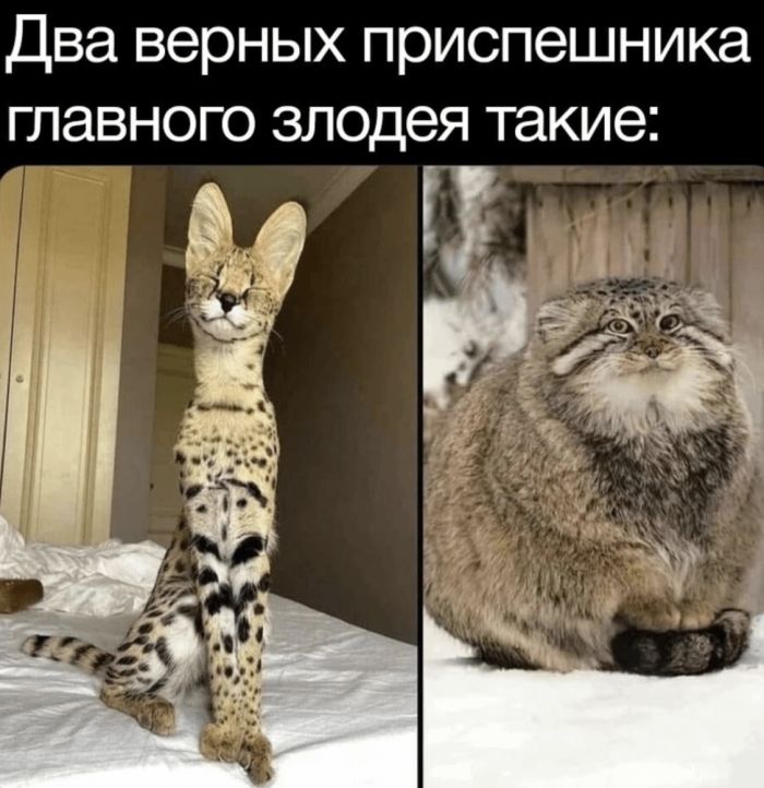 Подборка самых смешных картинок с подписями native-yes