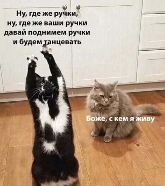 Лучшие позитивные фото приколы и мемы native-yes