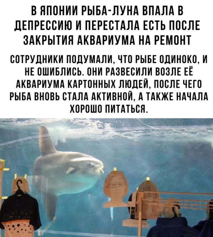 Картинки с надписями, смешные native-yes