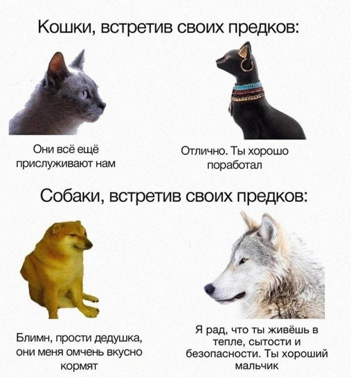Лучшие шутки на выходные Лучшие шутки на выходные native-yes