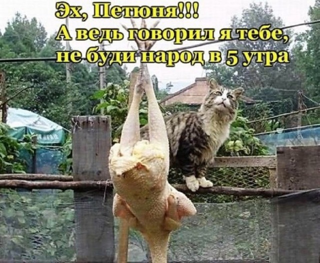 Большой сборник картинок и мемов на выходные Большой сборник картинок и мемов на выходные native-yes