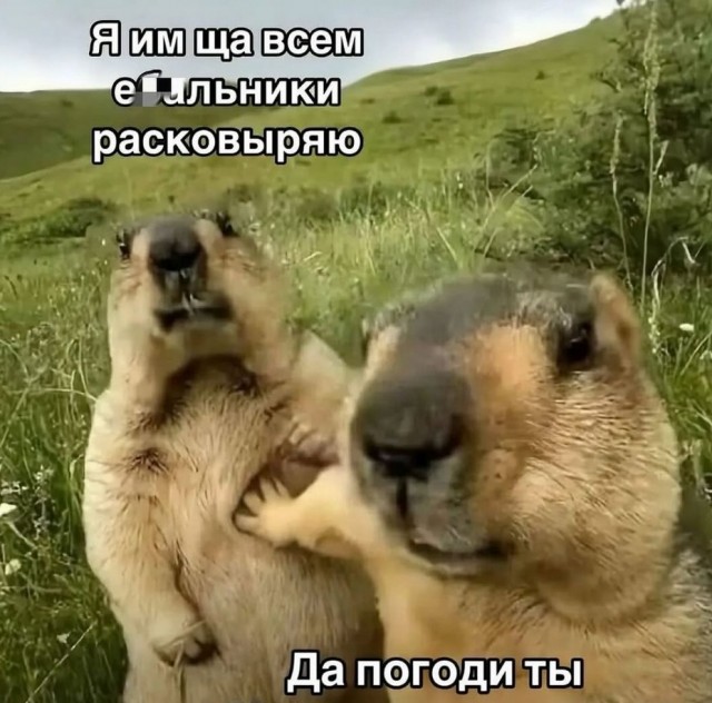 Сборник юмора в мемах на выходной для поднятия настроения Сборник юмора в мемах на выходной для поднятия настроения native-yes