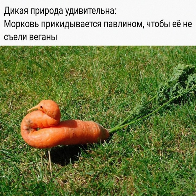 Большой сборник шуток чтобы провести выходной на позитиве native-yes