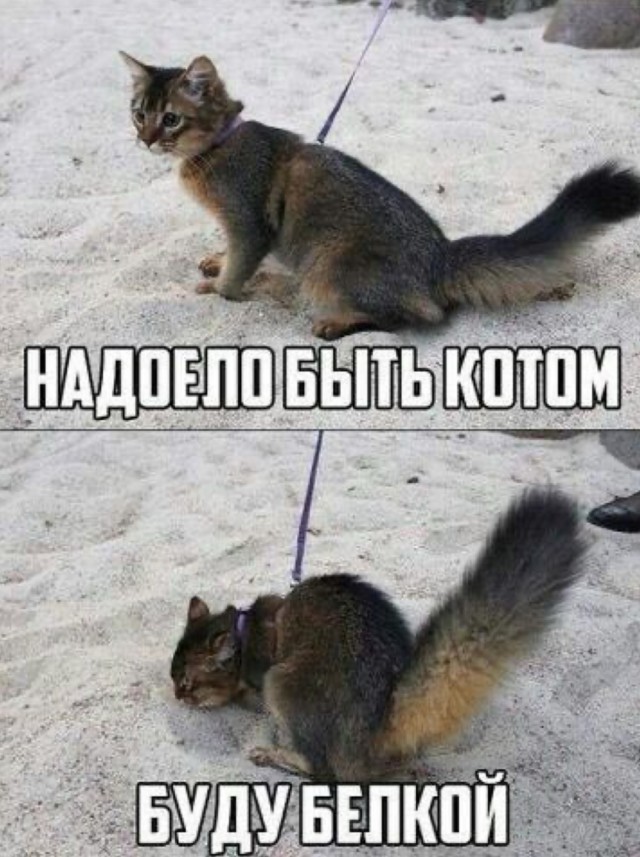 Много новых шуток в мемах на понедельник Много новых шуток в мемах на понедельник native-yes