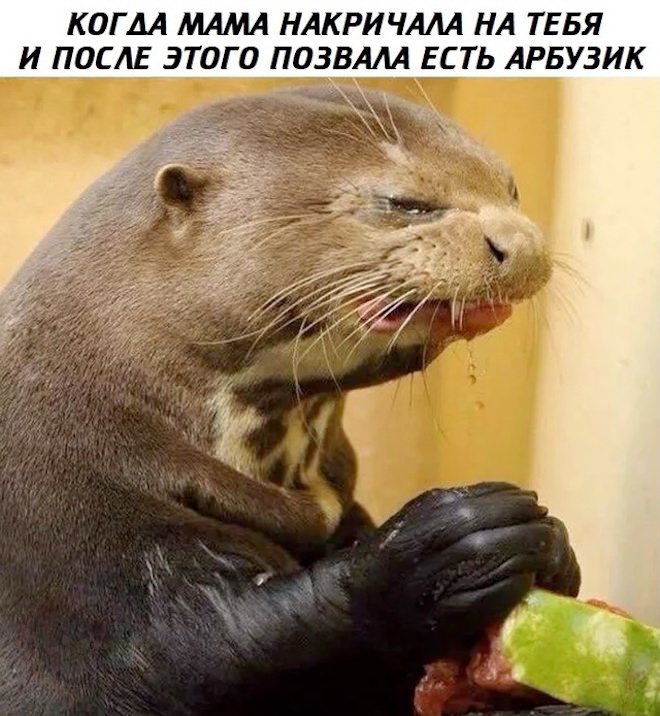 Лучший сборник юмора с мемами Лучший сборник юмора с мемами native-yes