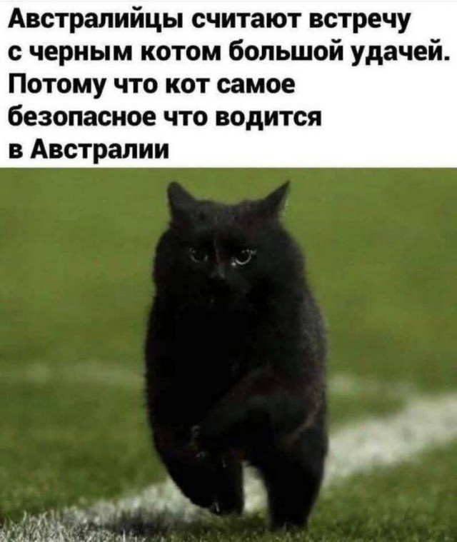 Много новых шуток в мемах на понедельник Много новых шуток в мемах на понедельник native-yes