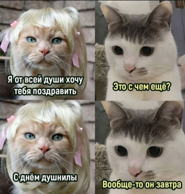 Юмор для позитивного старта очередной рабочей недели Юмор для позитивного старта очередной рабочей недели native-yes