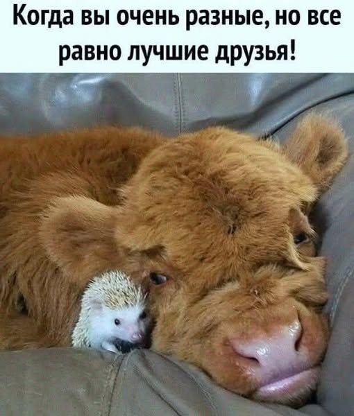 Новые мемы для поднятия настроения в пятницу native-yes